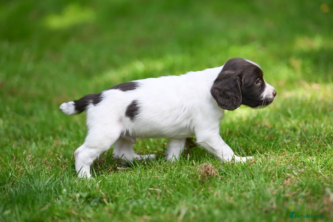English Springer Spaniel dogs for sale: Kennel club registered Springer Spaniel Puppies - Advert 2