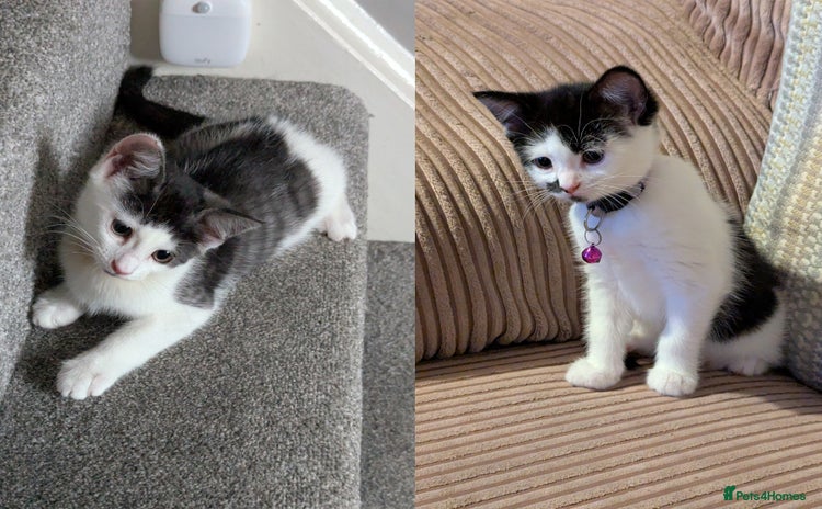 Domestic Shorthair cats - Advert 8