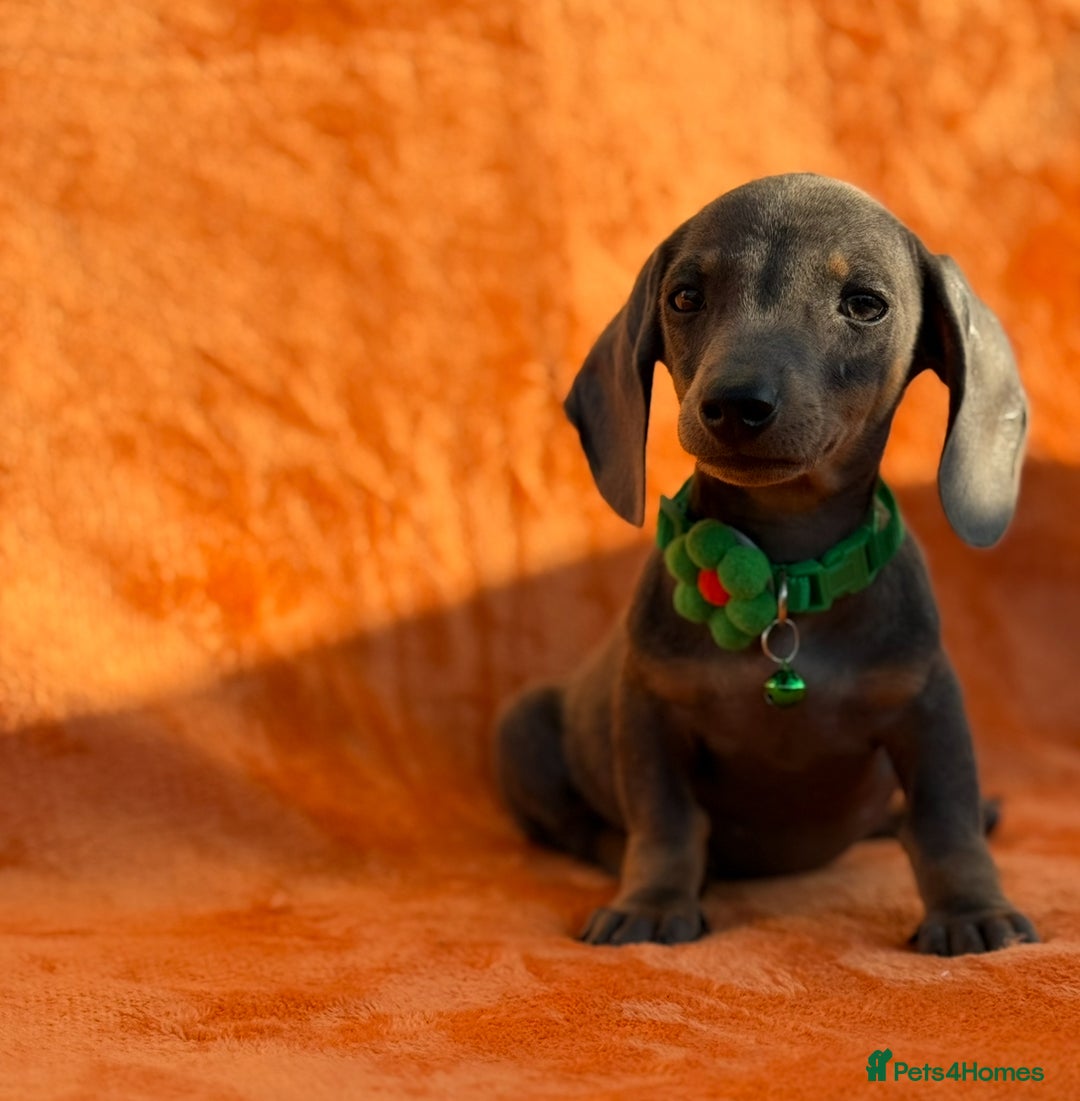 Miniature Dachshund dogs for sale: KC Reg Miniature Dachshund Puppies  - Image 5