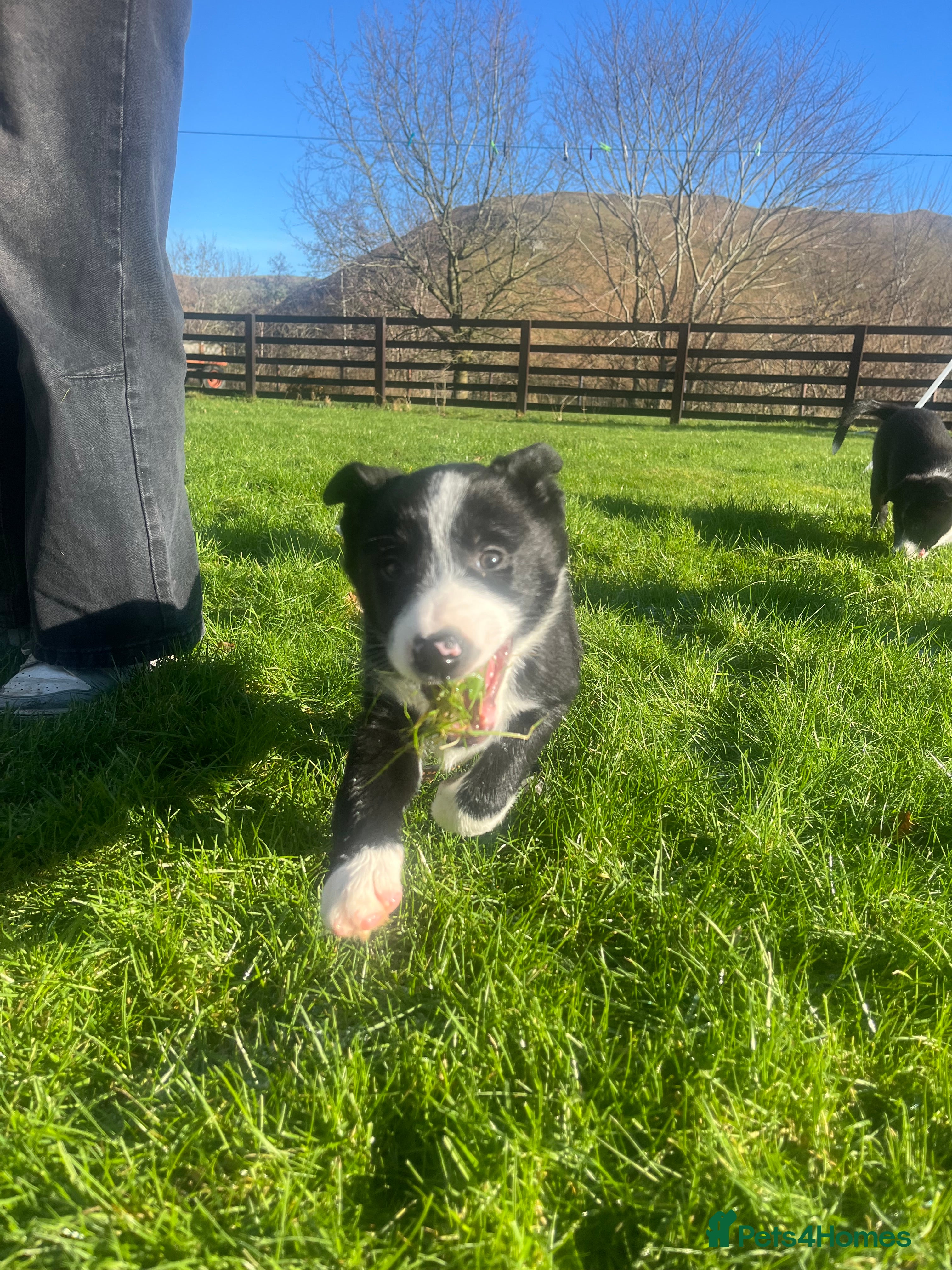 Border Collie dogs Gorgeous Border collie puppy for sale  - Advert 6