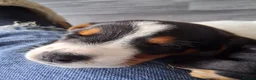 Mixed Breed dogs for sale: One male and one female cross Jack Russell in Loughborough - Advert 6