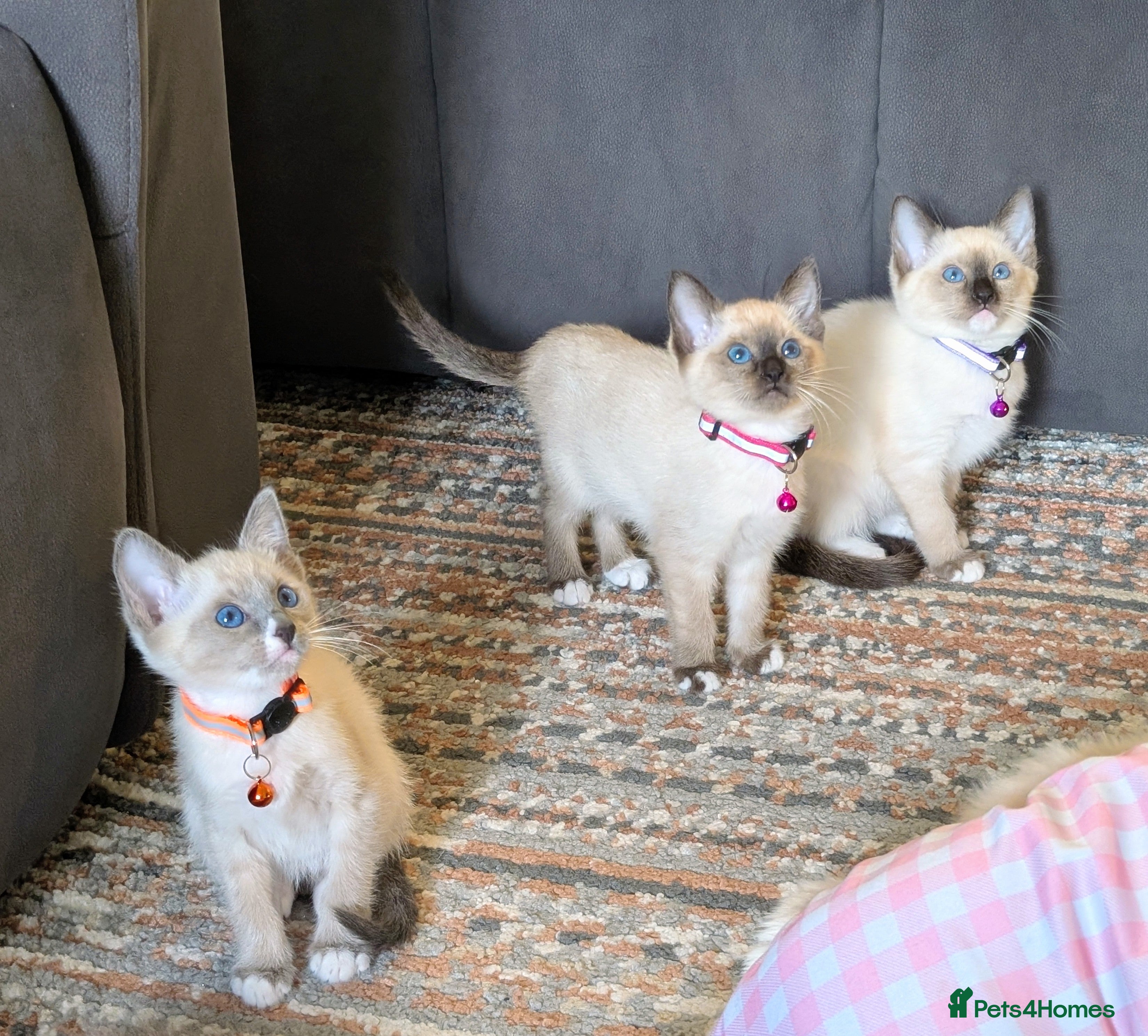 Ragdoll cats 3 Beautiful Female Kittens Available 🩷🧡 💜 - Advert 8