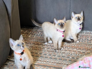 Ragdoll cats 3 beautiful female kittens available 🩷🧡 💜 - Advert 1