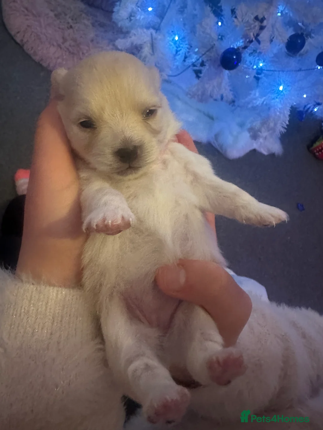 Pomeranian dogs for sale: Beautiful Russian blood line puppies - Advert 10