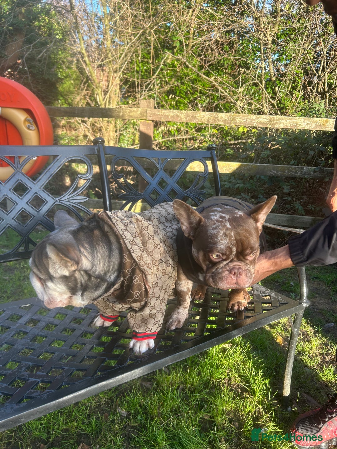 French Bulldog dogs for stud: FAMOUS FERRERO STUD 🔥 🍫  - Advert 2