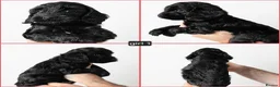 Cockapoo dogs for sale: F1 Cockapoos DNA Health Tested - Advert 22