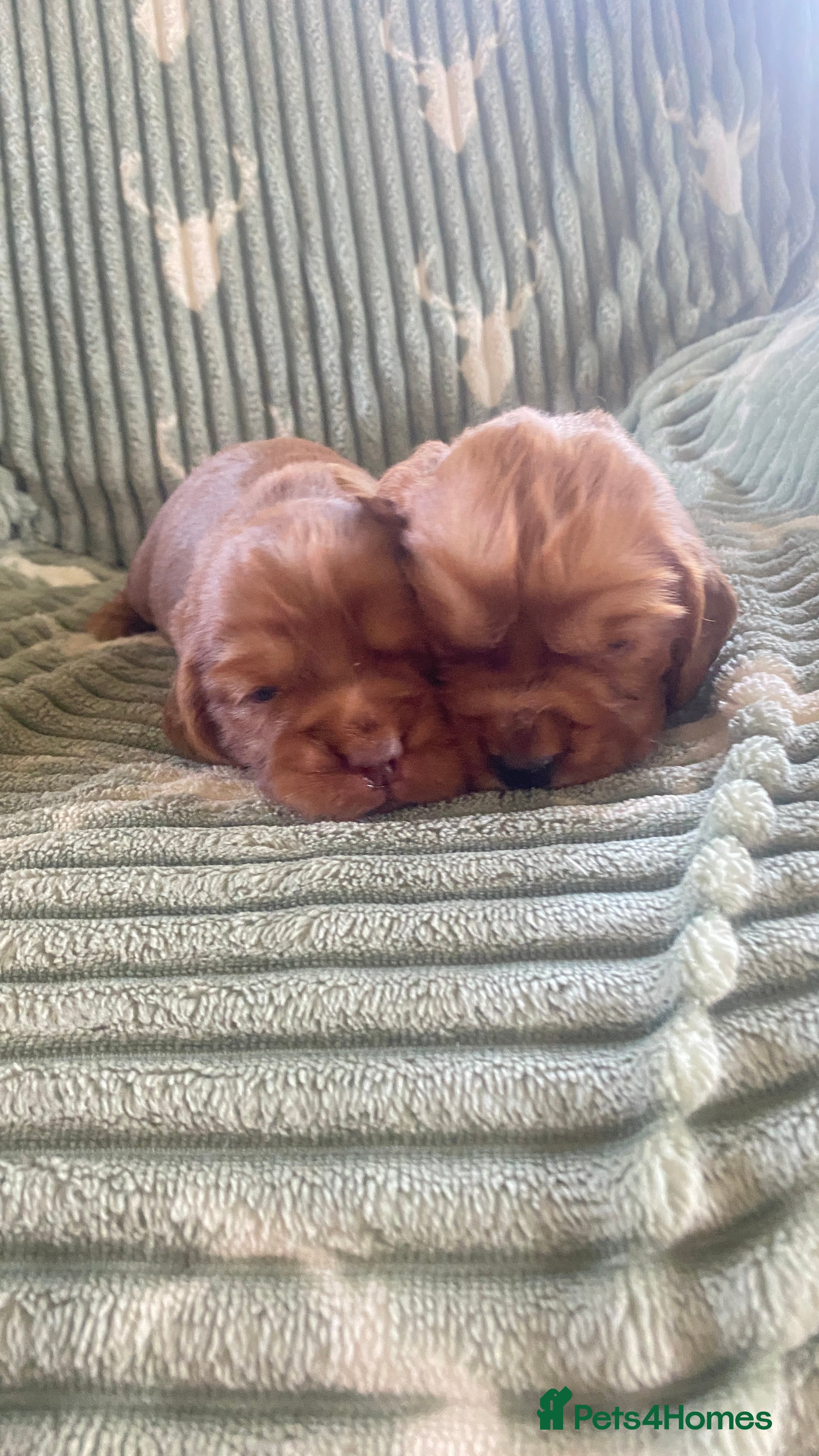 Cocker Spaniel dogs cocker spaniel puppies - Advert 13