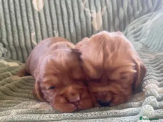Cocker Spaniel dogs cocker spaniel puppies - Advert 7