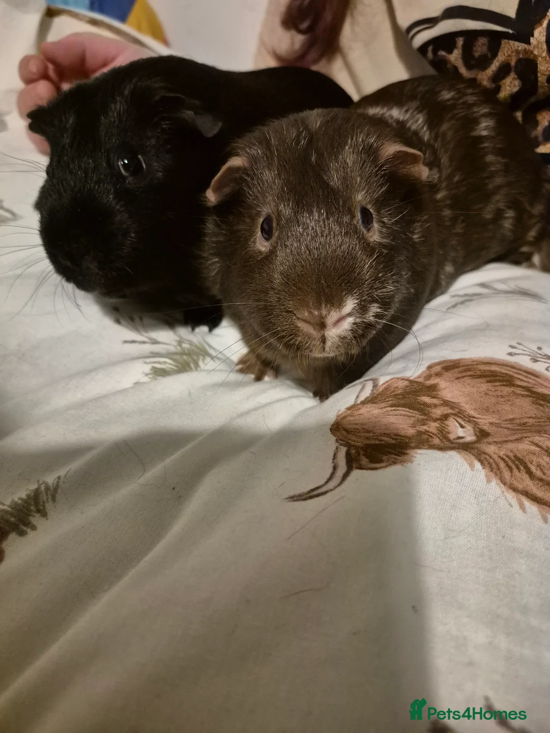 Guinea Pig rodents for sale: We need a loving home - Advert 1