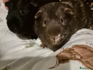 Guinea Pig rodents We need a loving home - Advert 1