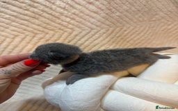 British Shorthair cats for sale: Pure British Shorthair Kittens😻🥇🏆Champion Line - Image 5