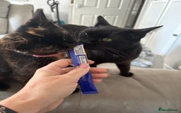 British Shorthair cats for sale: Little Tortoise Girl looking for forever home  - Image 4