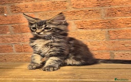 Maine Coon cats for sale: Beautiful Maine Coon kittens - Image 13
