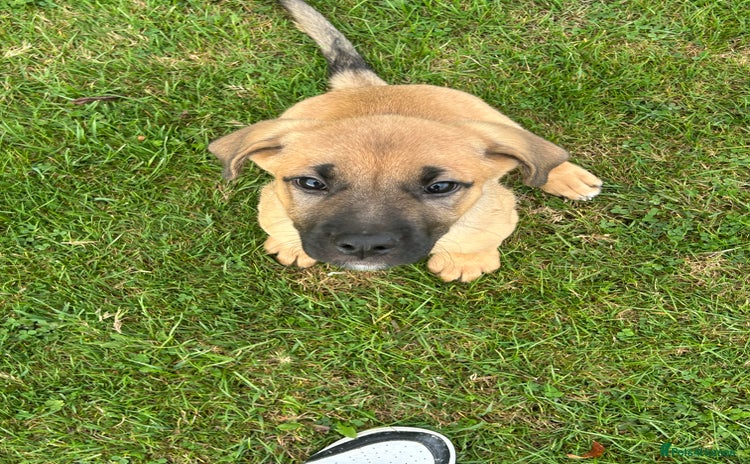 Mixed Breed dogs - Advert 1