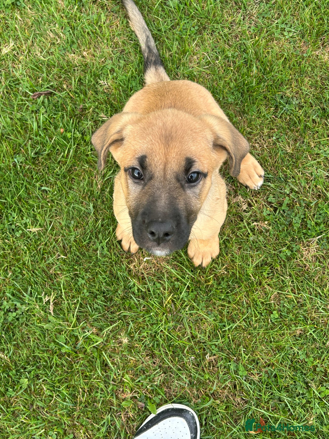 Mixed Breed dogs for sale: Bullmastif x shepherd - Image 1