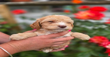 Cockapoo dogs - Advert 10