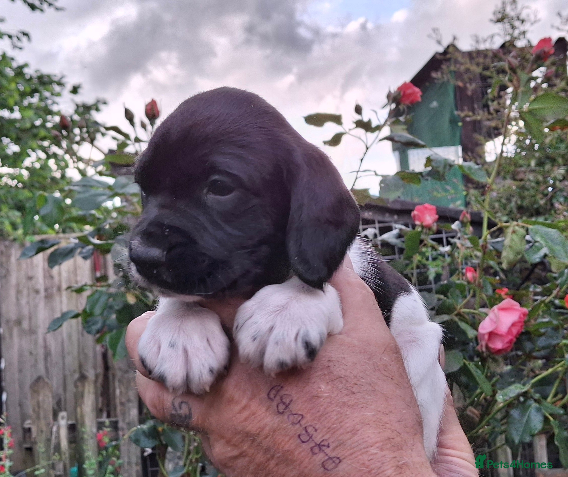 Springador Puppy 1