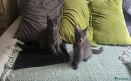 Maine Coon cats for sale: Maine Coon Kittens ready to leave home  - Image 17