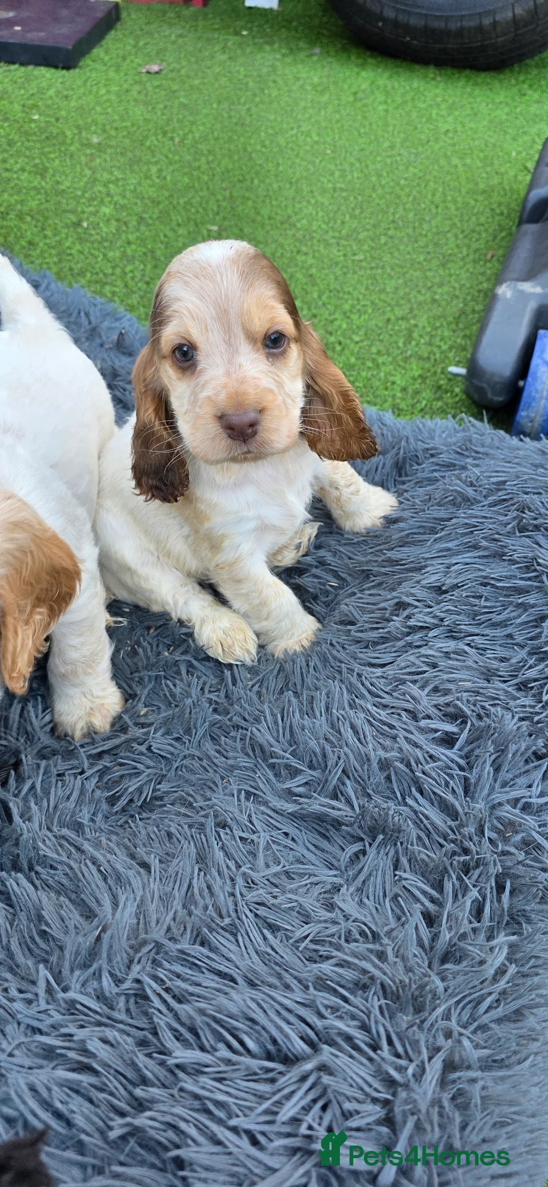 Cocker Spaniel dogs for sale: Male lemon roan show cocker puppy  - Advert 36