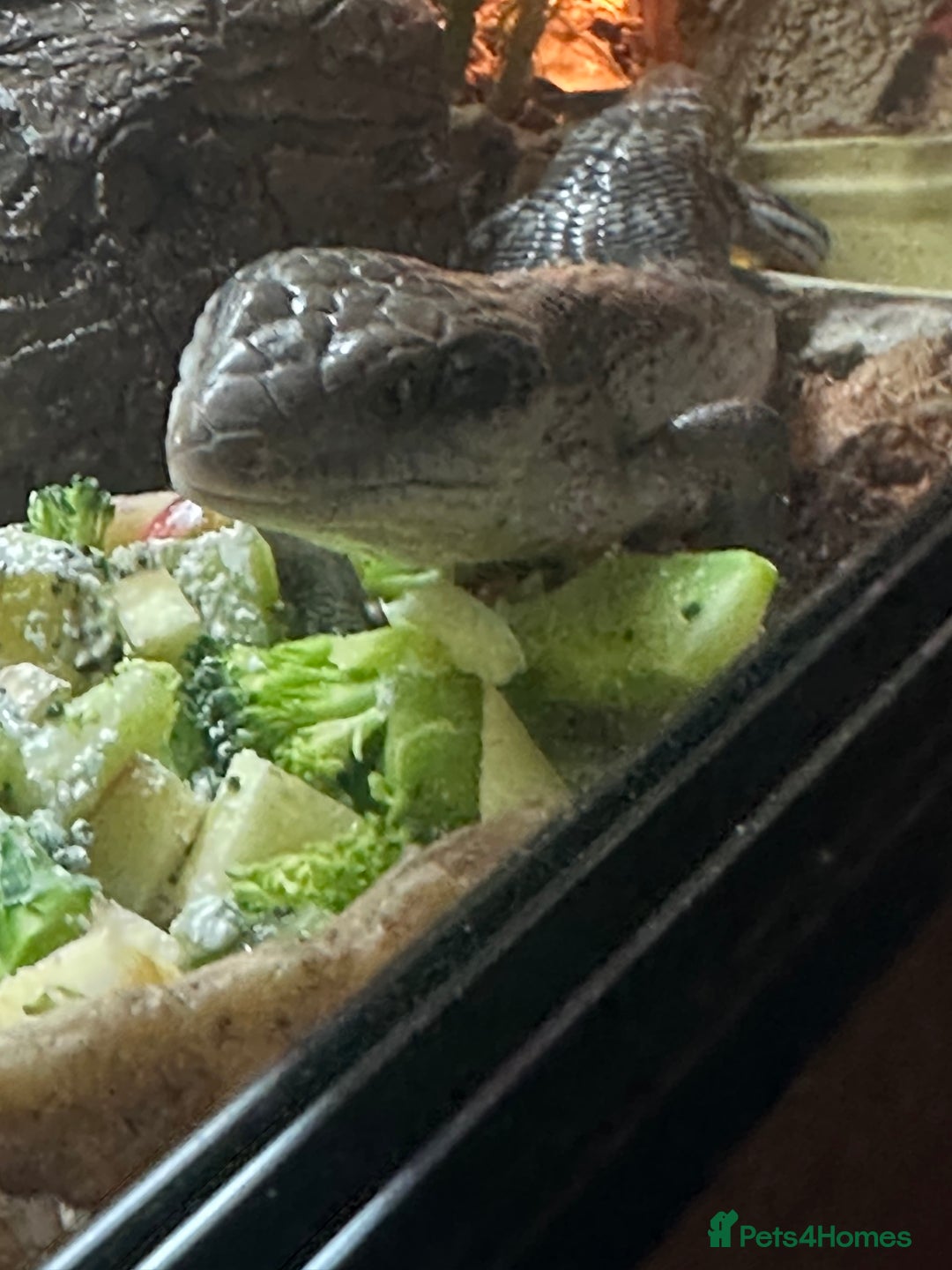 Skink reptiles for sale: Blue tounged skink  in Bristol - Image 5
