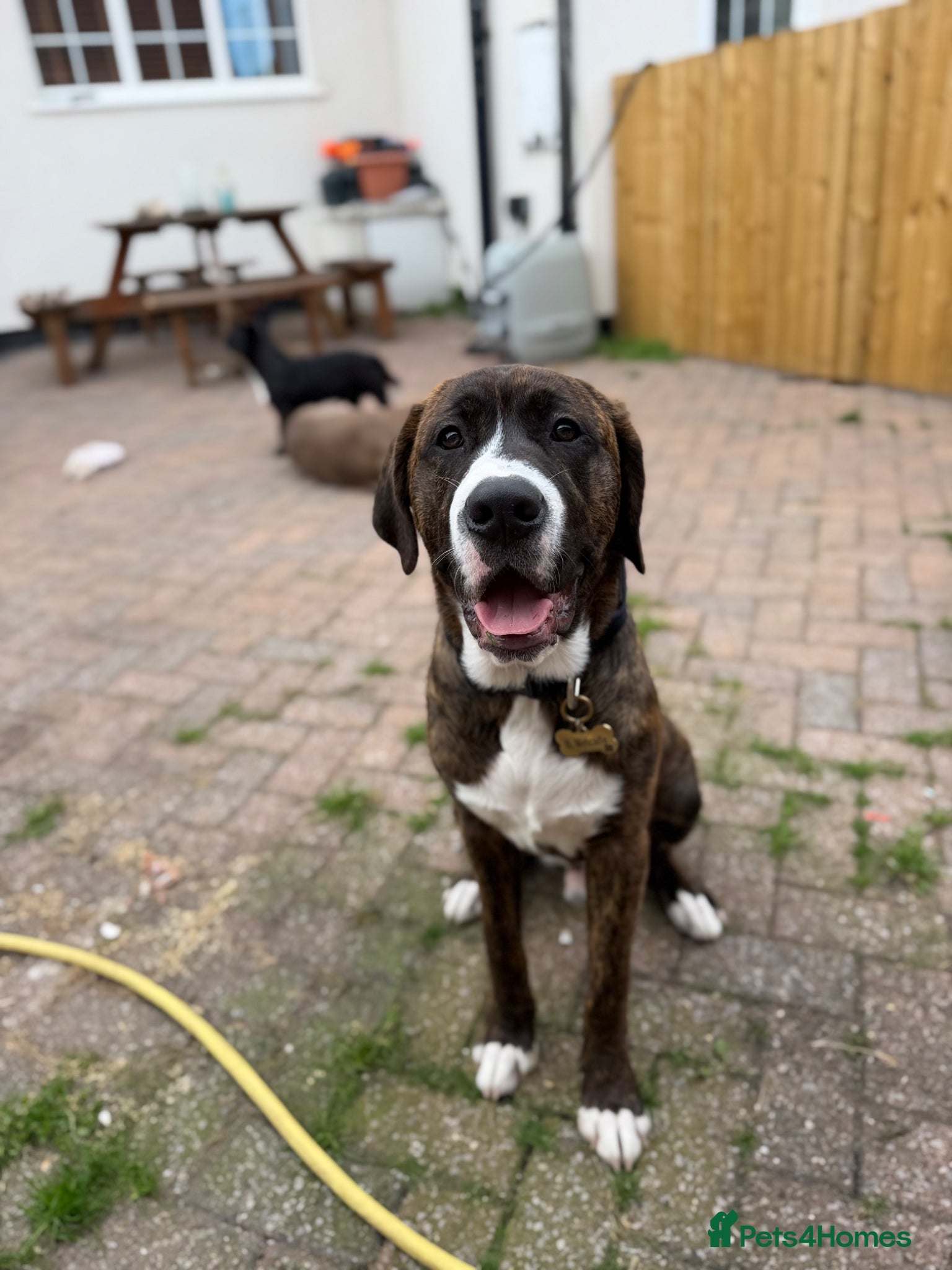 Mixed Breed dogs for sale: cane corso x labrador  - Advert 1