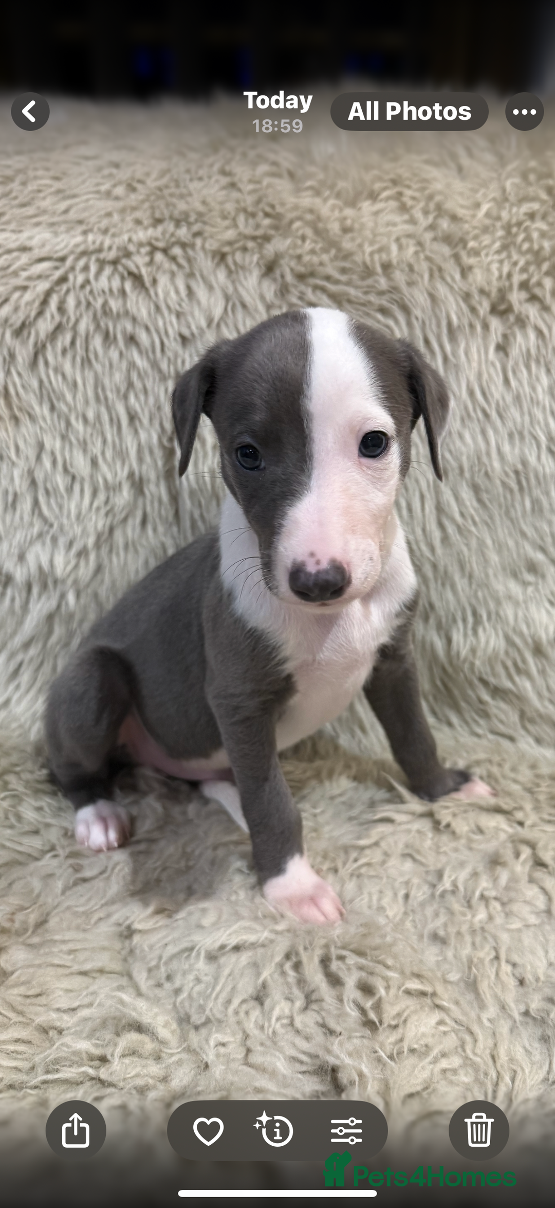 Whippet dogs for sale: KC registered Whippet puppies  - Advert 13