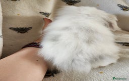 Mini Lion Lop rabbits for sale: beautiful mini sm lion lops and mini lops - Image 15
