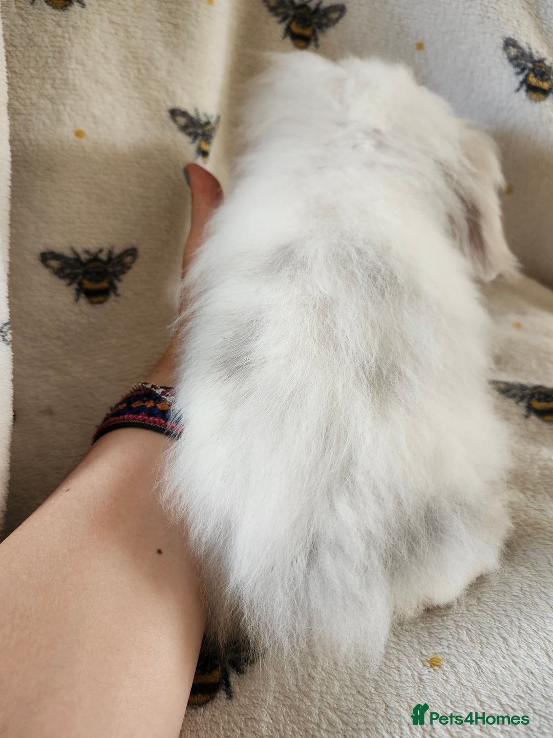 Mini Lion Lop rabbits for sale: beautiful mini sm lion lops and mini lops - Image 15