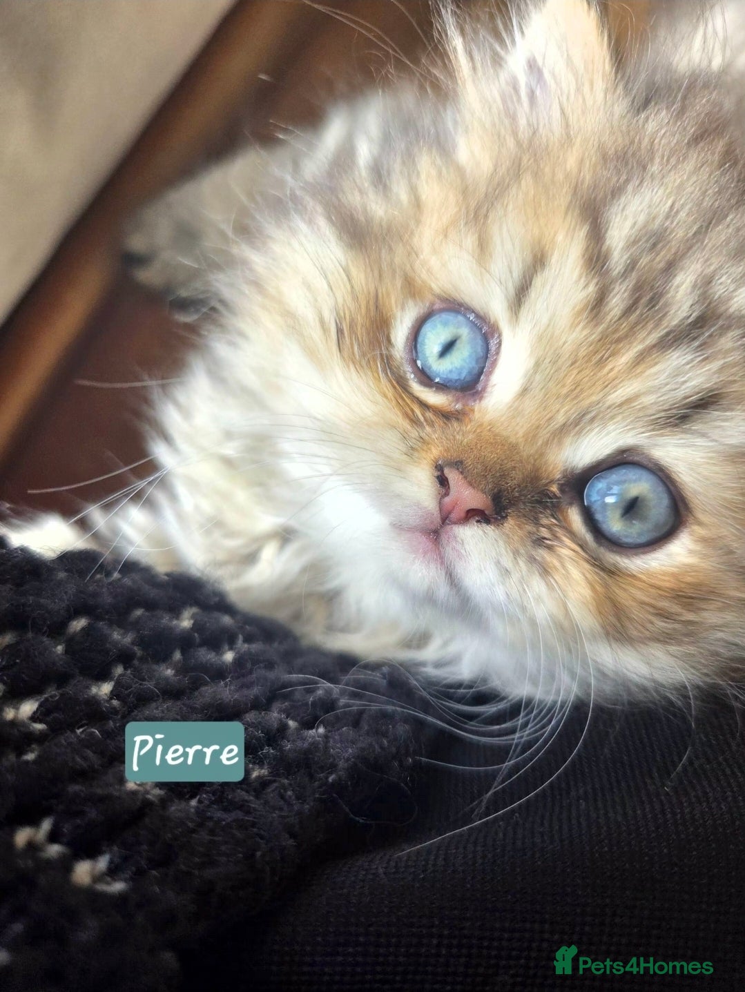 Persian cats Beautiful Persian Kittens – 2 Girls & 1 Boy - Advert 1