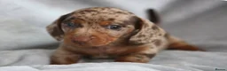 Miniature Dachshund dogs for sale: Miniature dachshund  - Advert 4