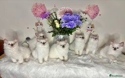 Ragdoll cats for sale: ⭐️TICA REG⭐️Pedigree Ragdoll Kittens DNA CLEAR ✅  - Image 2