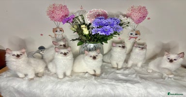 Ragdoll cats - Advert 12