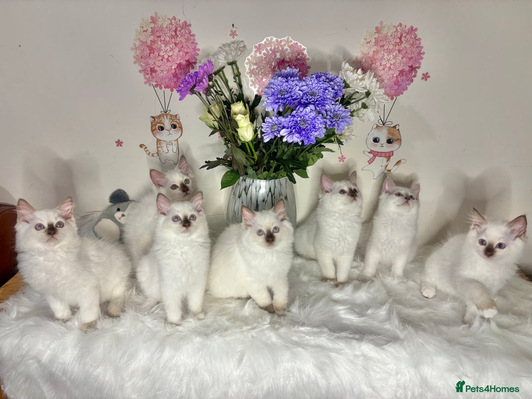 Ragdoll cats for sale: ⭐️TICA REG⭐️Pedigree Ragdoll Kittens DNA CLEAR ✅  - Image 2