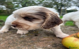 Cocker Spaniel dogs for sale: 🐾Gorgeous Cocker Spaniel Puppies 🐶🐾 - Image 28