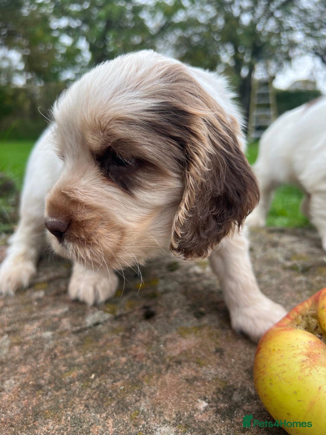 Cocker Spaniel dogs for sale: 🐾Gorgeous Cocker Spaniel Puppies 🐶🐾 - Image 28