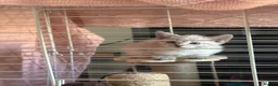Bengal cats for sale: 8 wk snow female bengal  - Advert 2