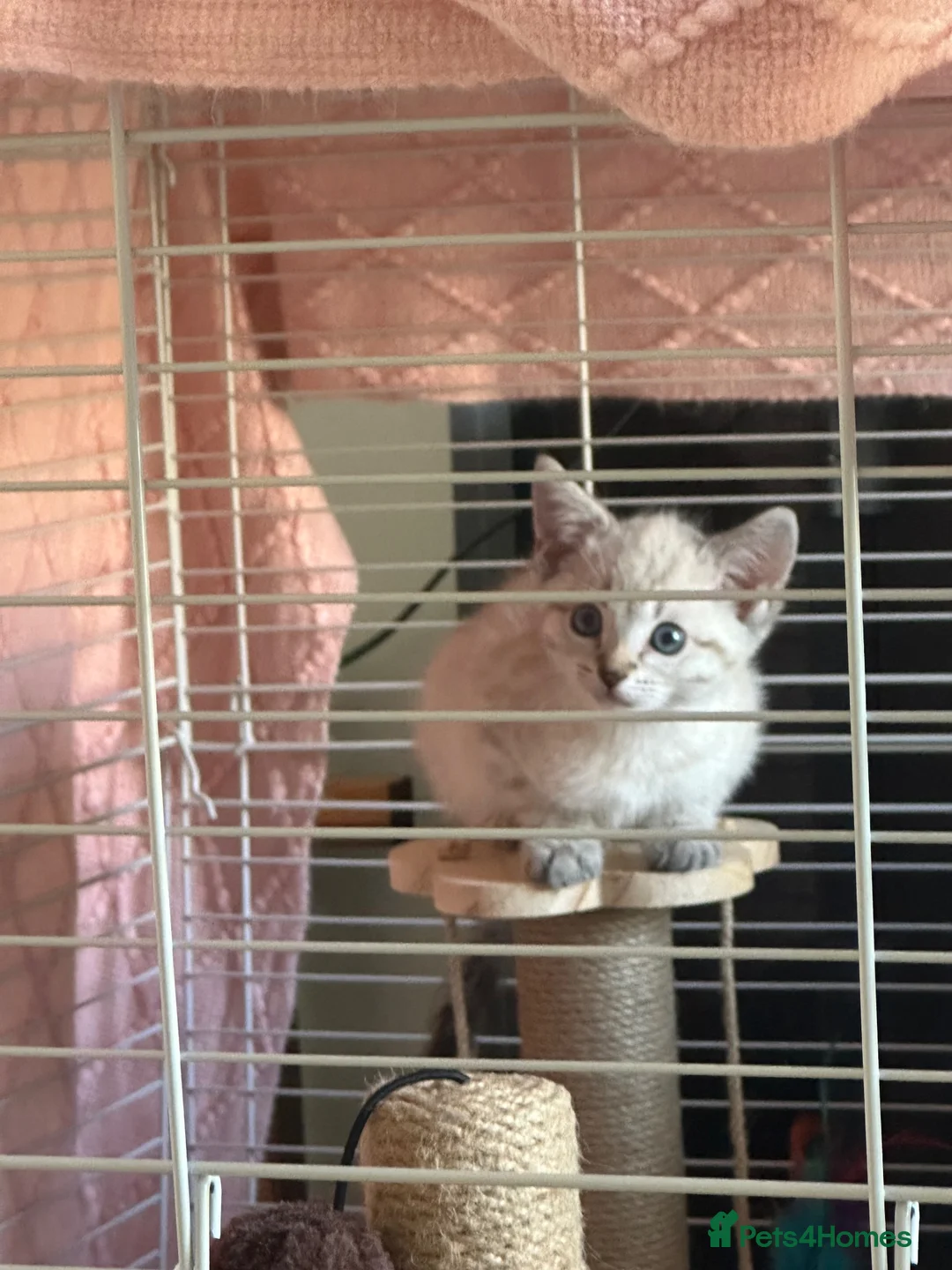 Bengal cats for sale: 8 wk snow female bengal  - Advert 2