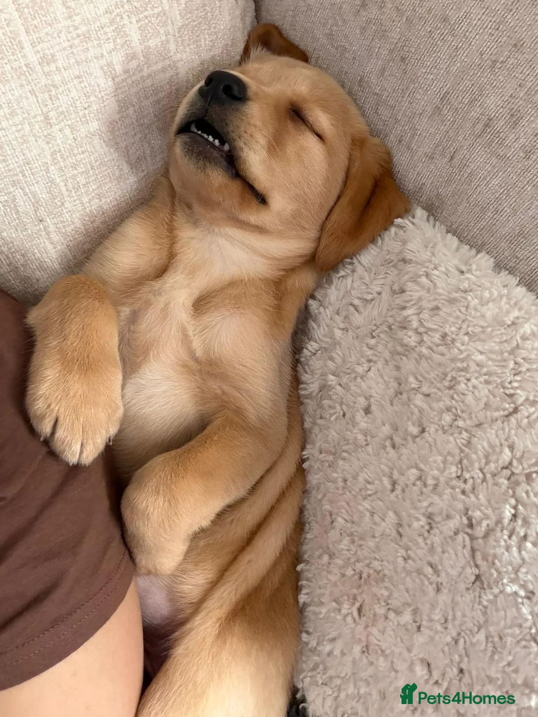 Labrador Retriever dogs for sale: Labrador Puppy - Advert 2