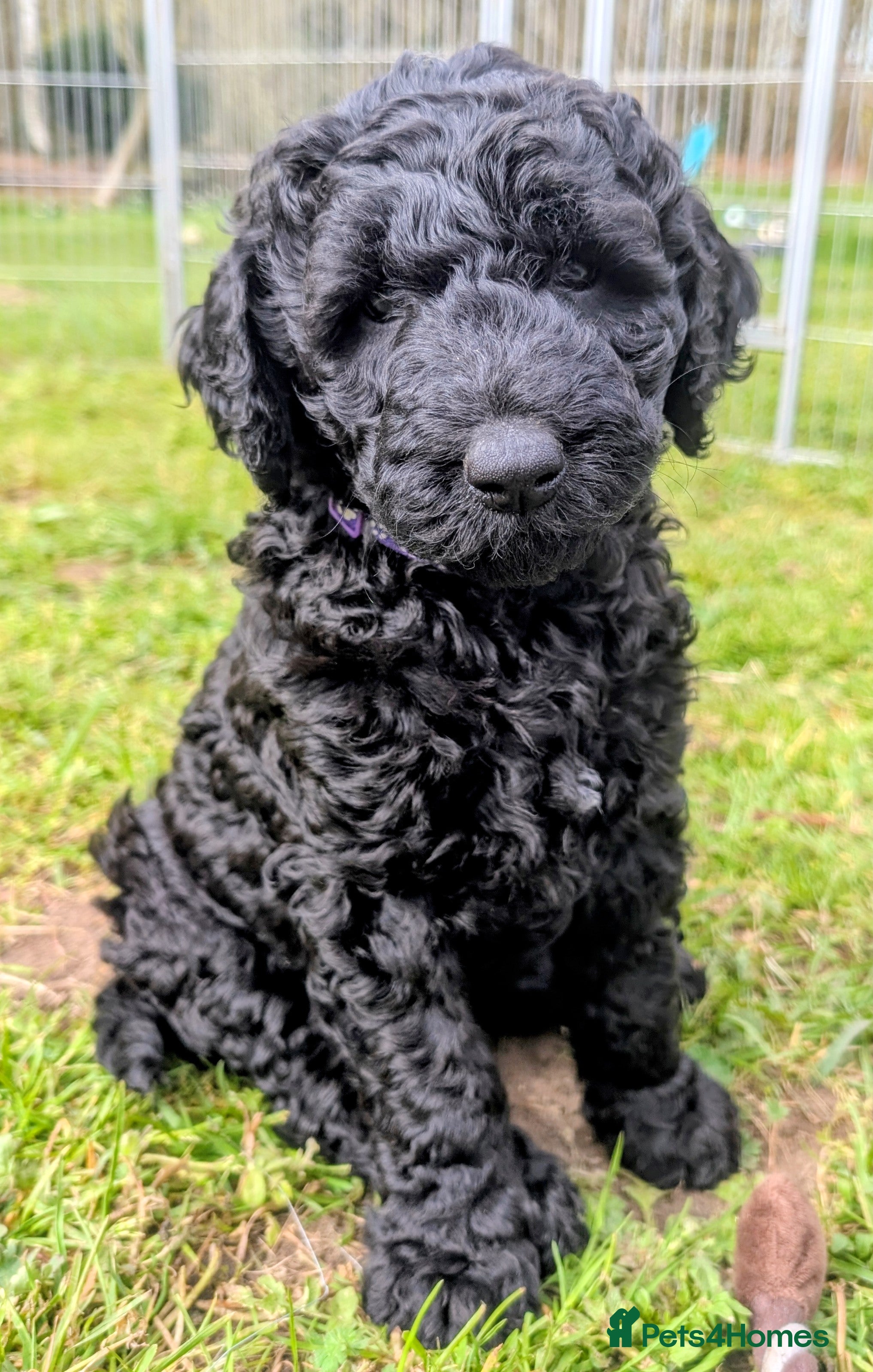 Labradoodle dogs Standard Labradoodle F3/multigen Puppies - Advert 2