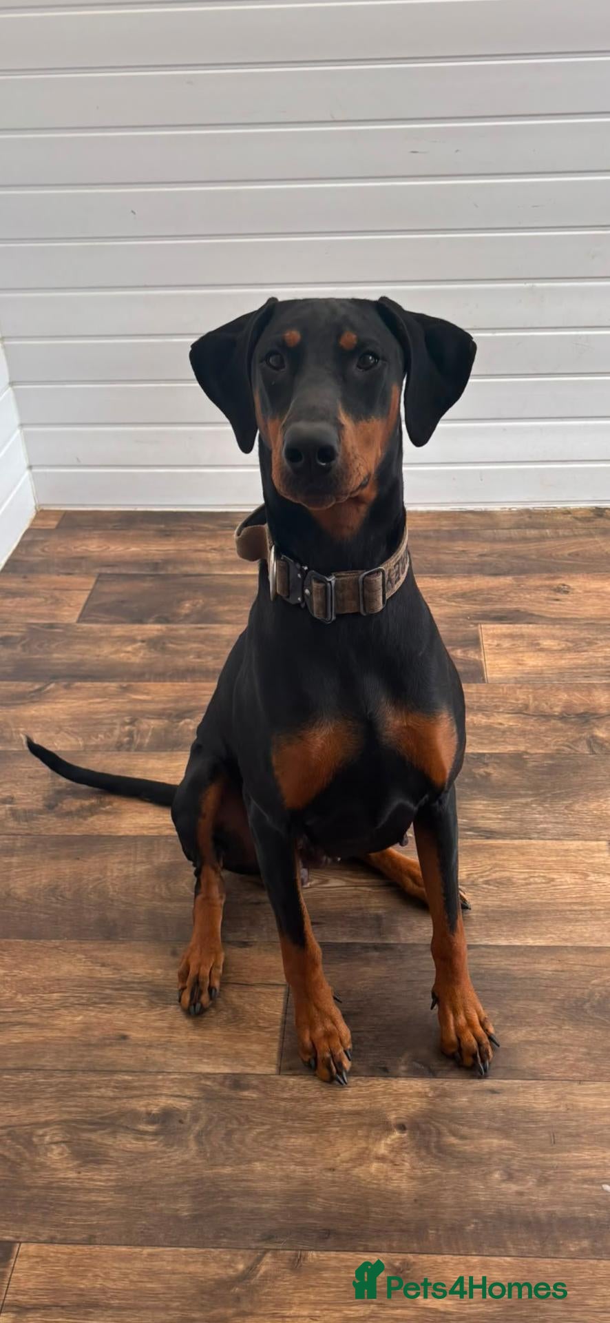 Dobermann dogs Female doberman 18 months - Advert 2