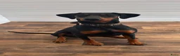 Dobermann dogs for sale: Female doberman 18 months in Dartford - Advert 2