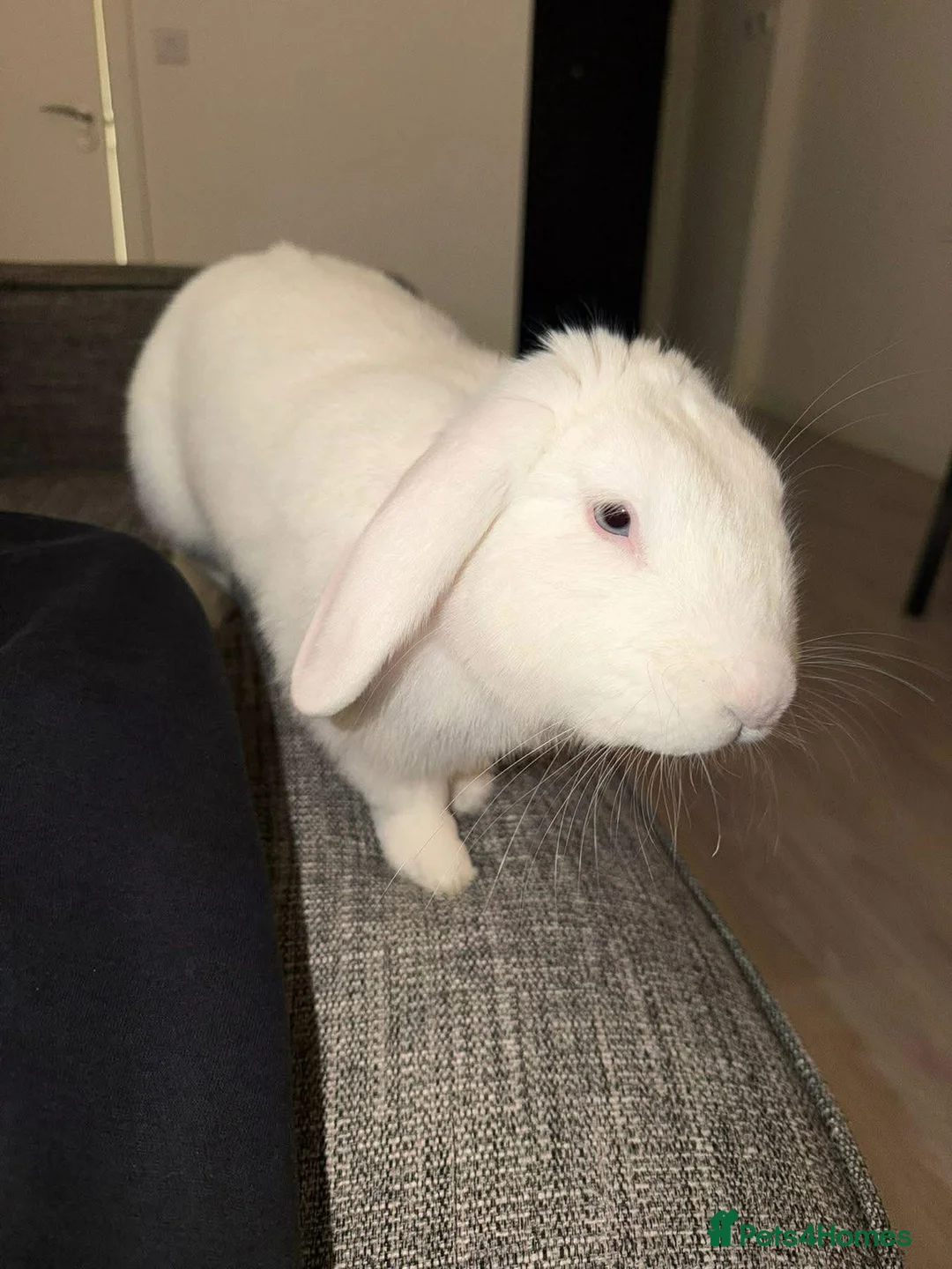 English Lop rabbits for sale: Large indoor Bunny  in Oban - Advert 5