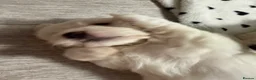 Bichon Frise dogs for sale: 🐾 Gorgeous Bichon Frise Puppies – Ready Soon - Advert 6