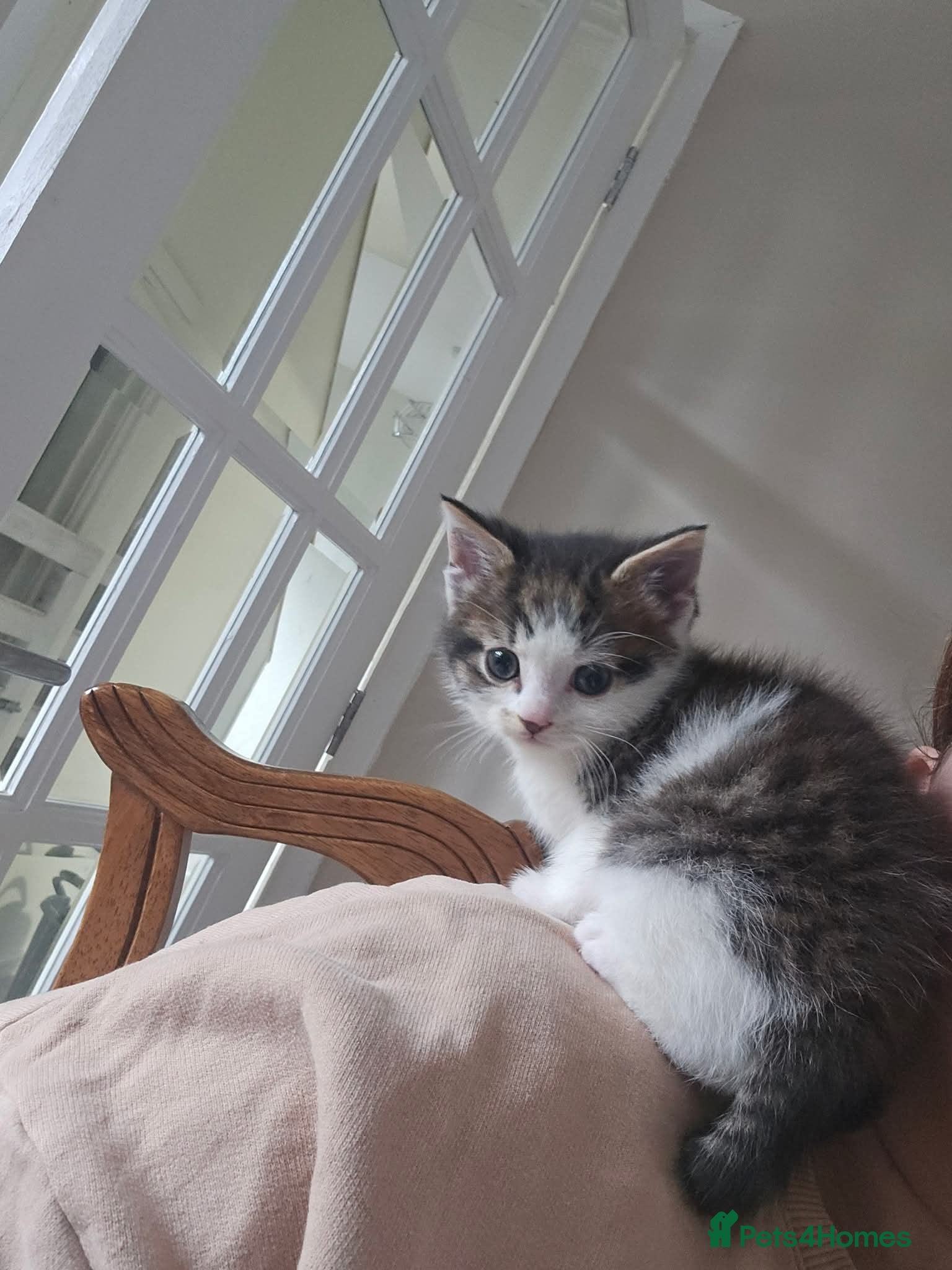 Mixed Breed cats Beautiful little boy - Advert 2