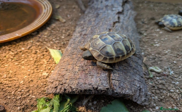 Tortoise reptiles - Advert 11