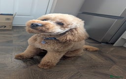 Cockapoo dogs for sale: 16 Month Old Cockapoo - Image 3
