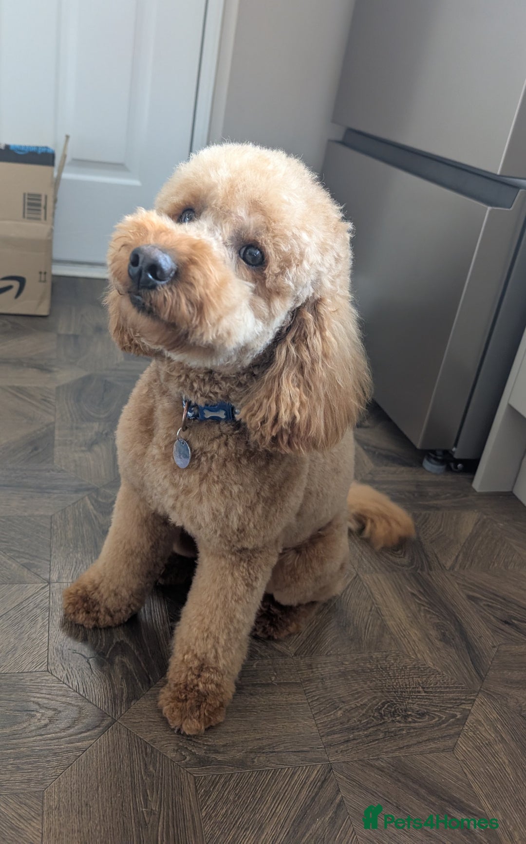 Cockapoo dogs for sale: 16 Month Old Cockapoo - Image 3