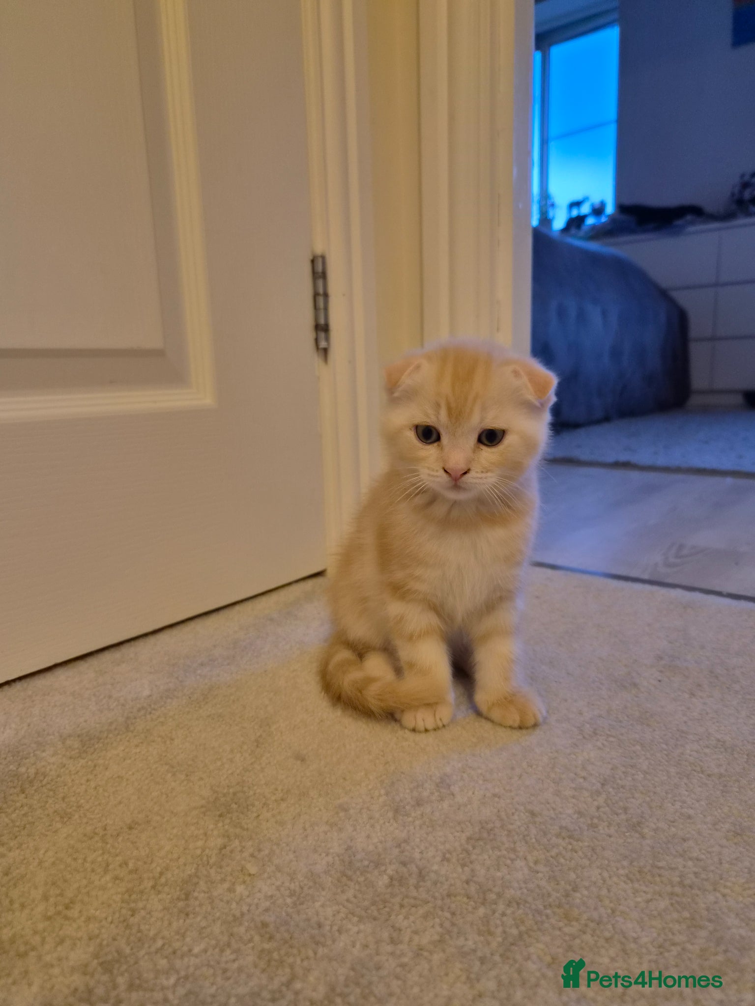 Scottish Fold cats Adorable scottish fold and straight kittens - Advert 13