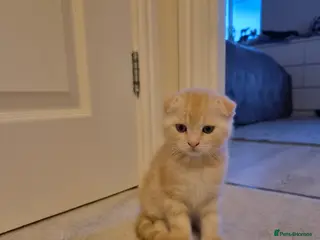 Scottish Fold cats Adorable scottish fold and straight kittens - Advert 13