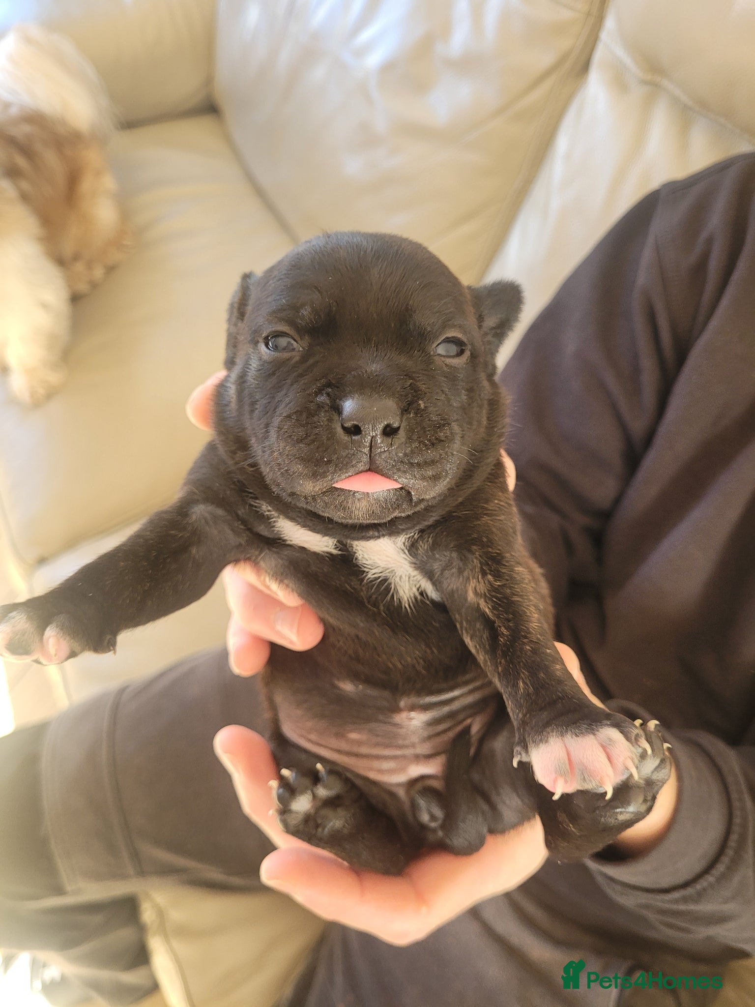 Mixed Breed dogs Staffie cross mastiff - Advert 11